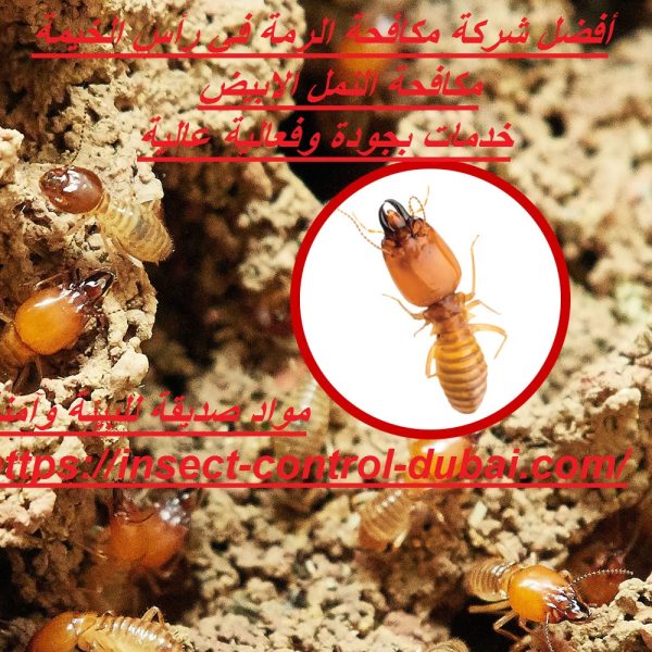 أفضل شركة مكافحة الرمة في رأس الخيمة