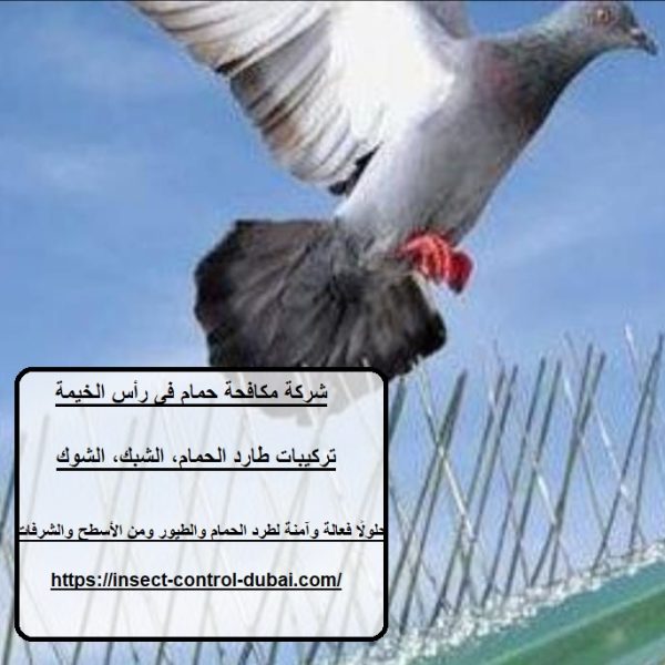 شركة مكافحة حمام فى رأس الخيمة