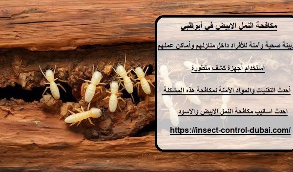 مكافحة النمل الابيض في أبوظبي