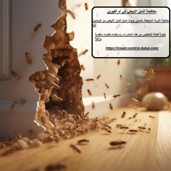 مكافحة النمل الابيض في أم القيوين