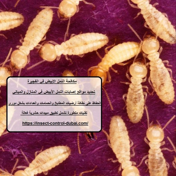 مكافحة النمل الابيض في الفجيرة